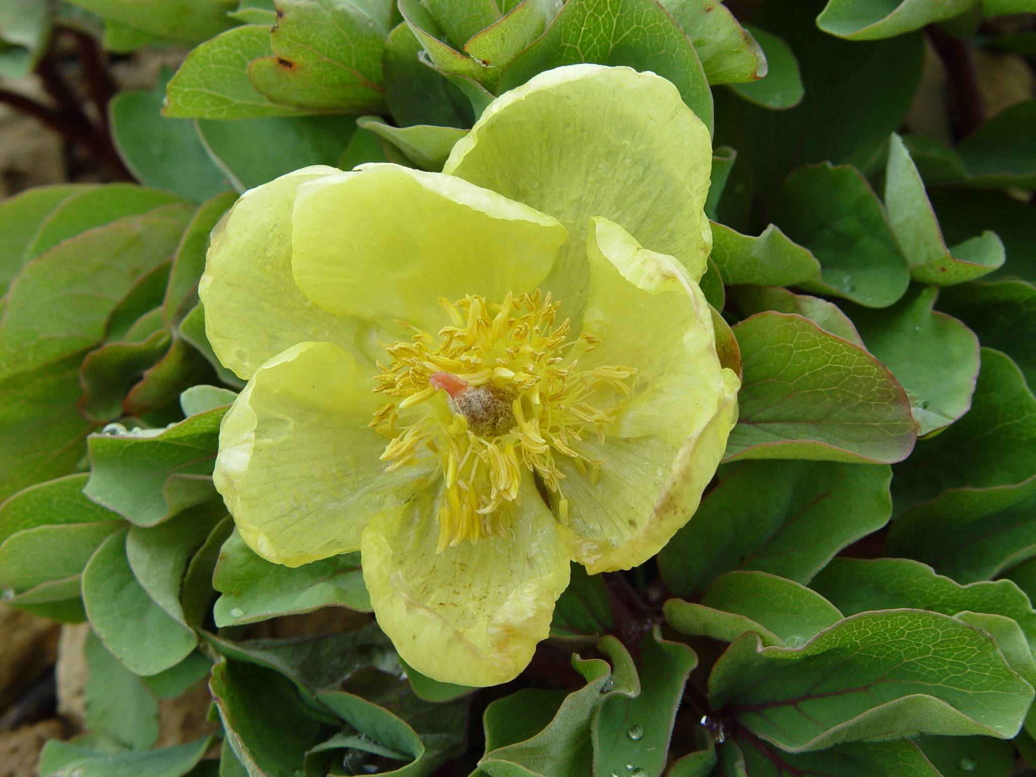 Paeonia mlokosewitschii