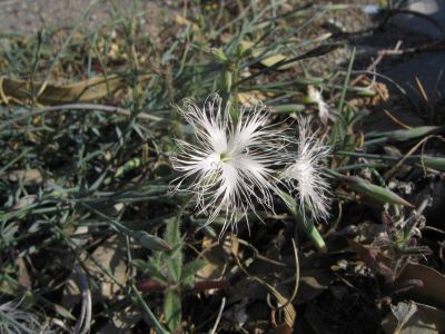 Dianthus crinitus