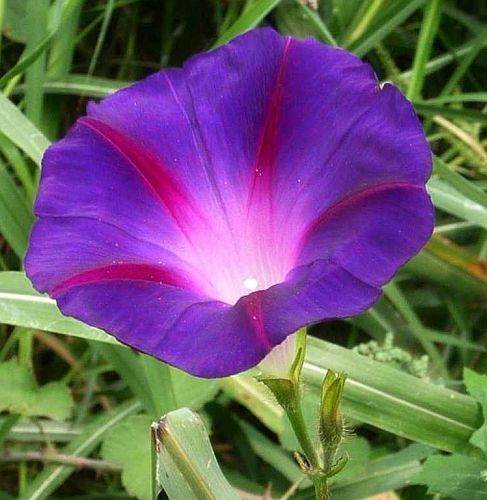 Ipomea purpurea