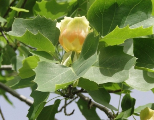Liriodendron tulipifera