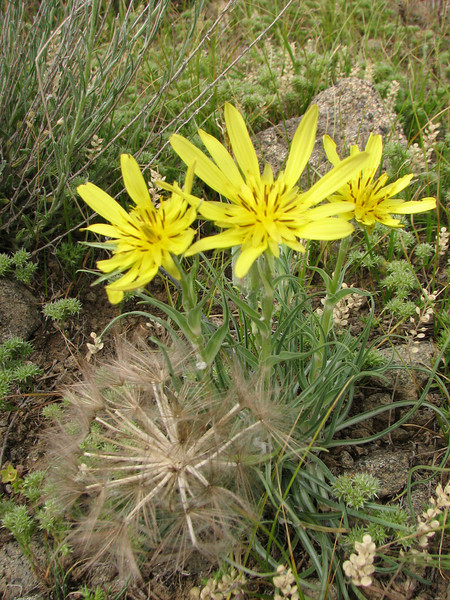 Tragopogon graminifolius