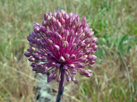 Allium ampeloprasum
